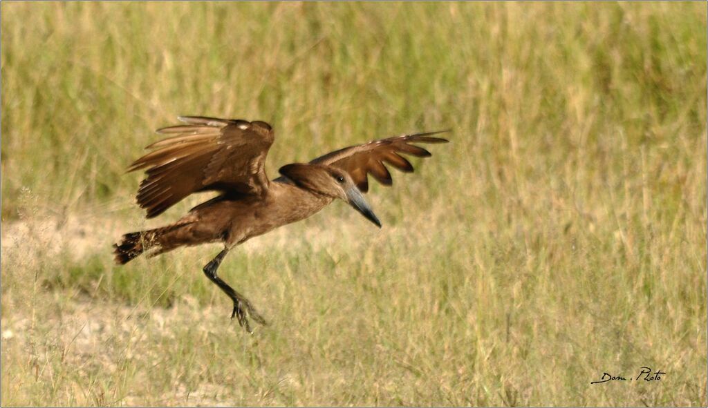 Hamerkop