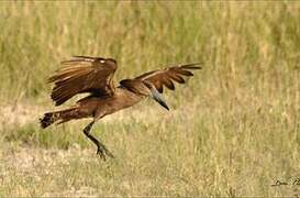 Hamerkop