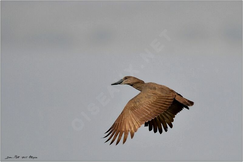 Hamerkop