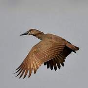 Hamerkop