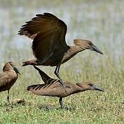 Hamerkop