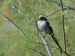 Long-tailed Tit