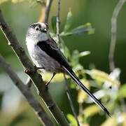 Long-tailed Tit