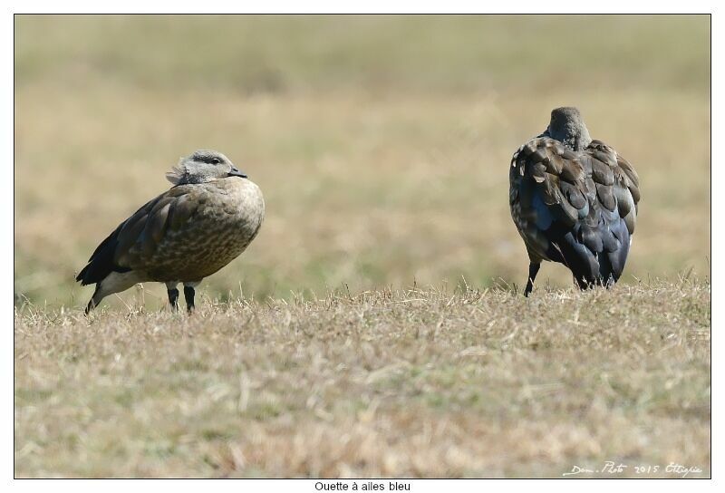 Blue-winged Goose