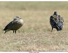 Blue-winged Goose