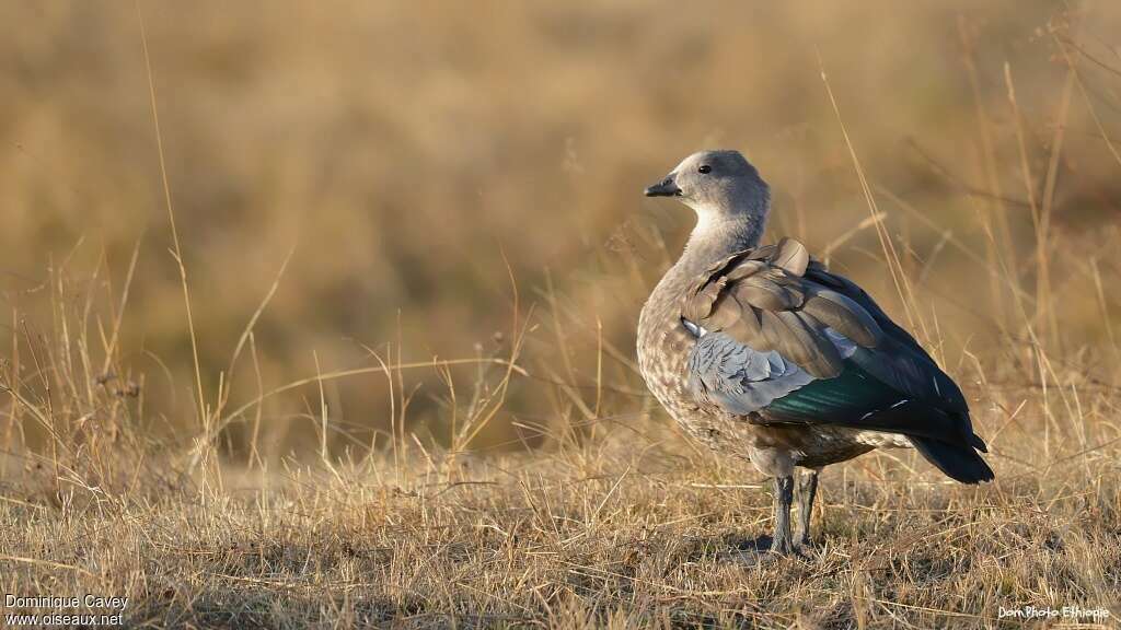 Blue-winged Gooseadult, identification