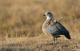 Blue-winged Goose