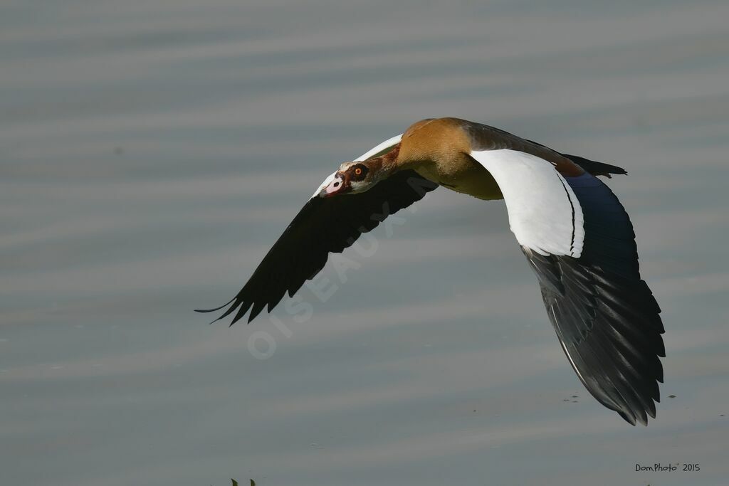 Egyptian Goose