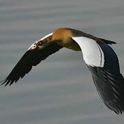 Egyptian Goose