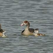 Egyptian Goose