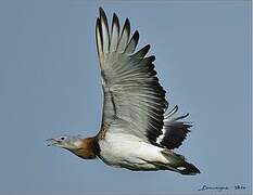 Great Bustard