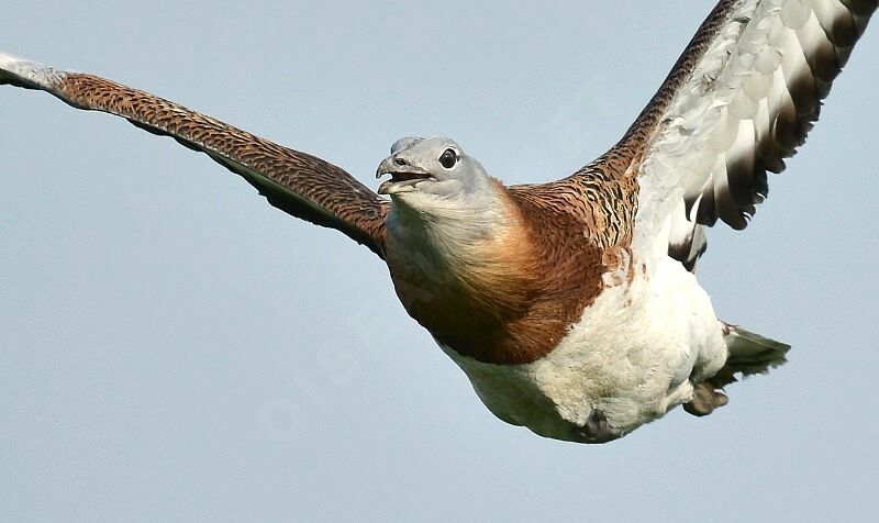 Great Bustard