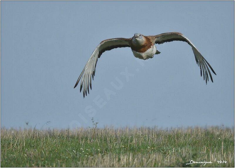 Great Bustard