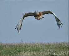 Great Bustard