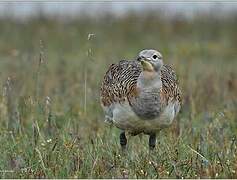 Great Bustard