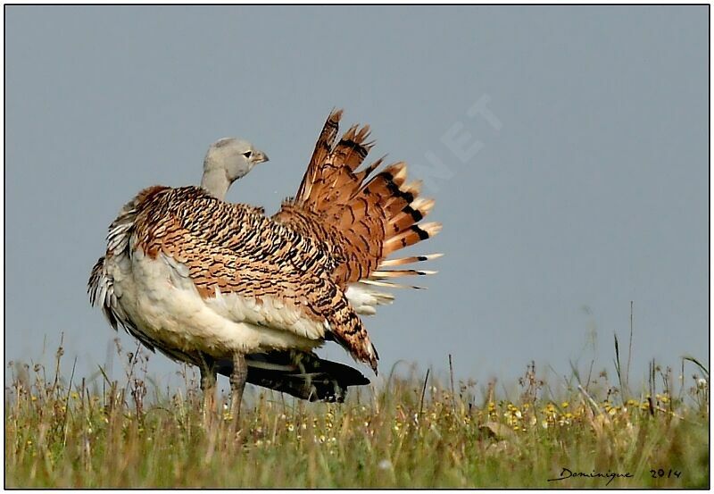 Great Bustard