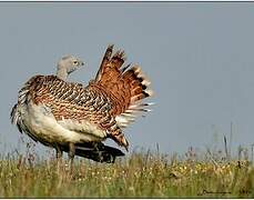 Great Bustard