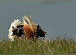 Great Bustard