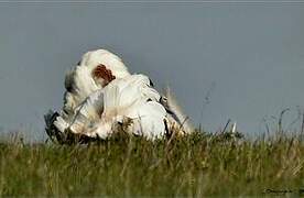 Great Bustard