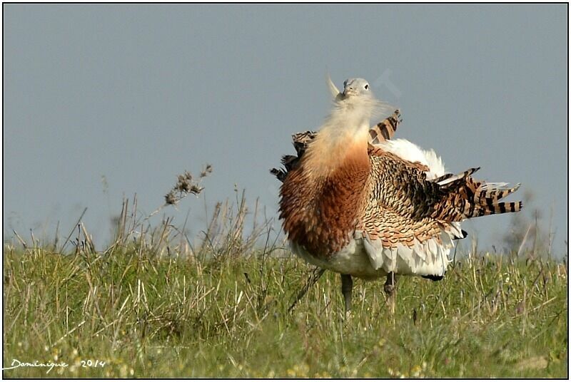 Great Bustard