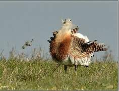 Great Bustard