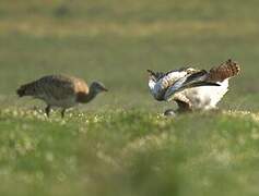 Great Bustard