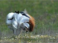 Great Bustard