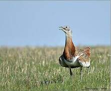 Great Bustard