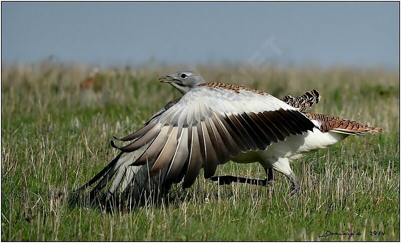 Great Bustard