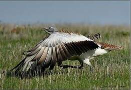 Great Bustard