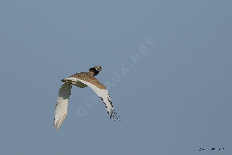 Little Bustard