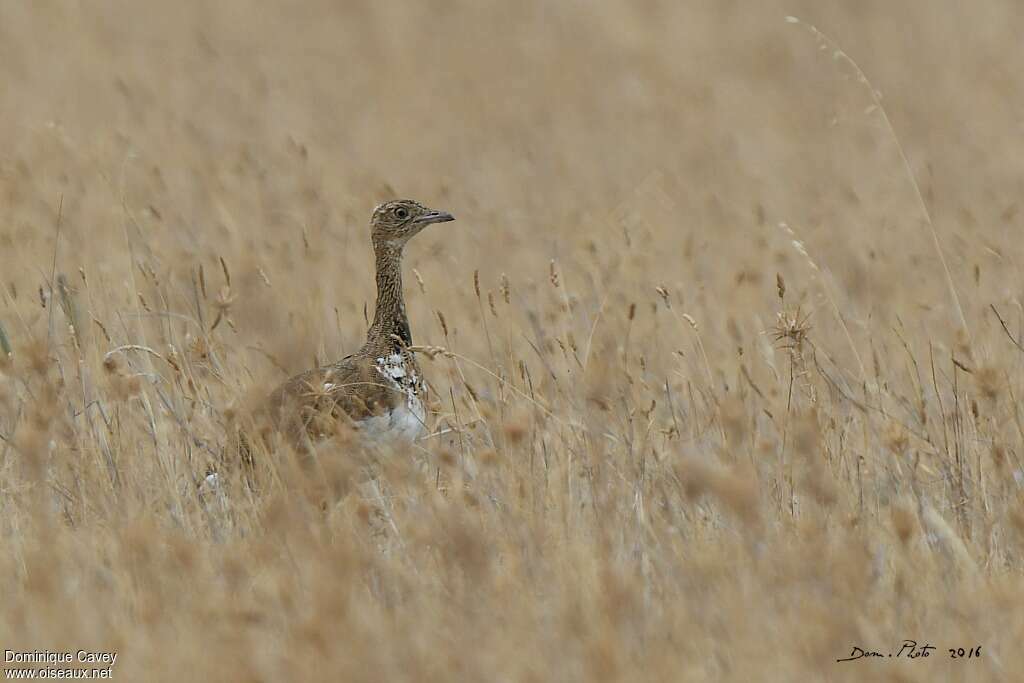 Outarde canepetière mâle immature, habitat