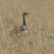 Little Bustard