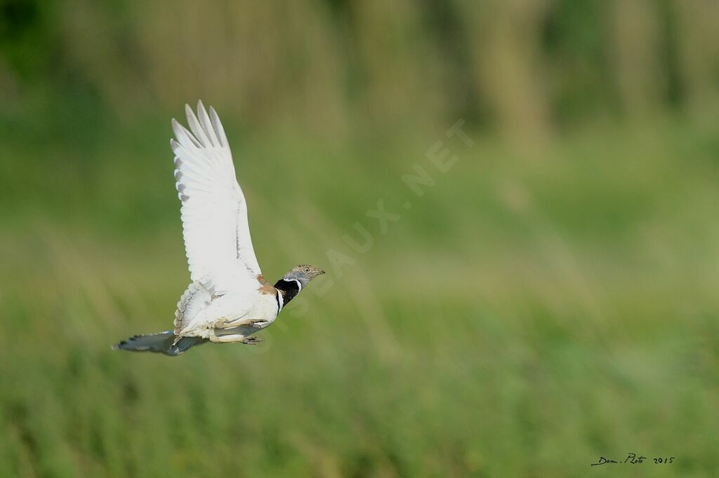 Little Bustard