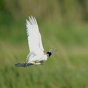 Little Bustard