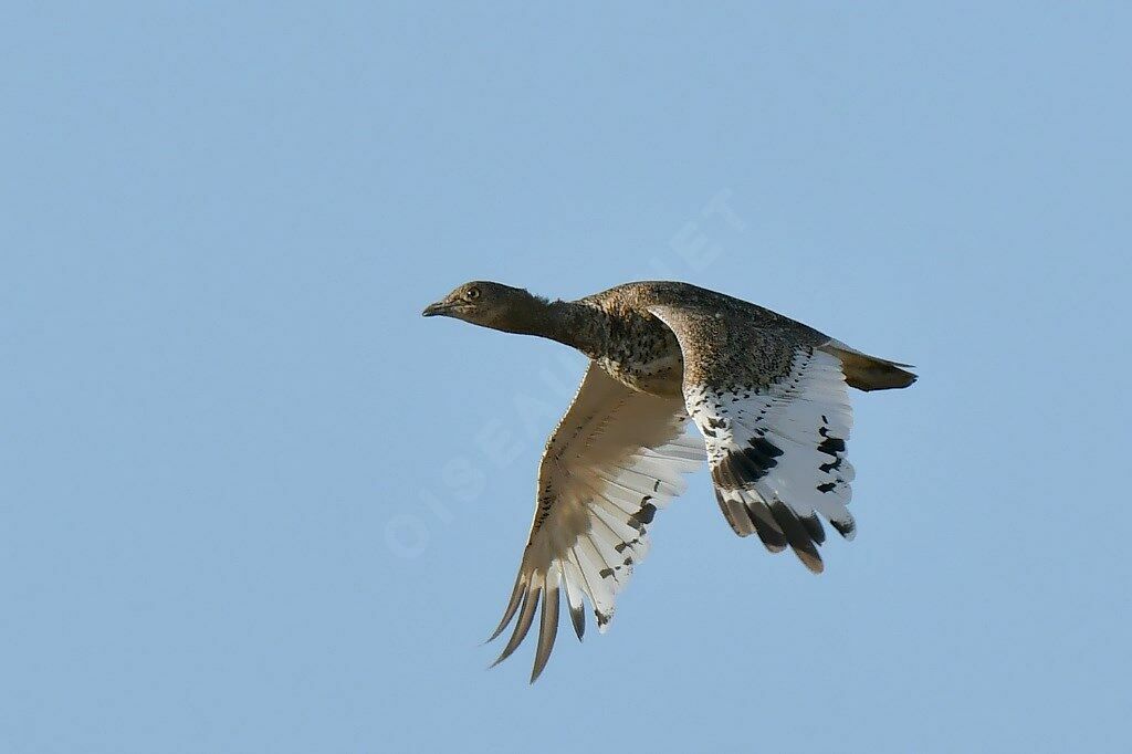 Little Bustard