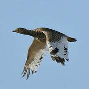 Little Bustard