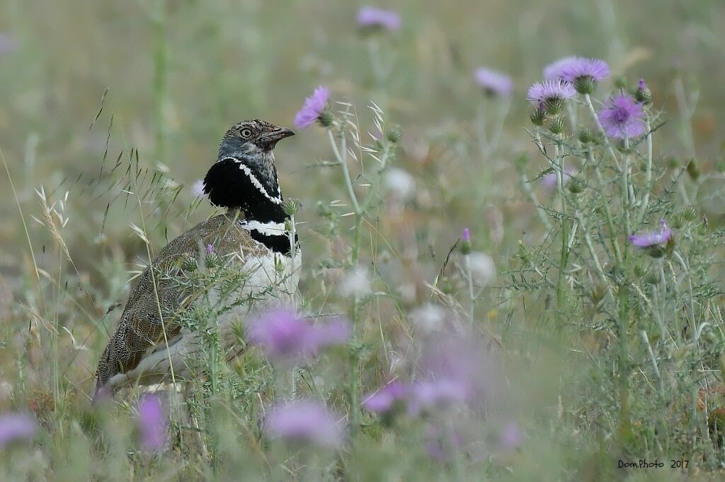 Outarde canepetière