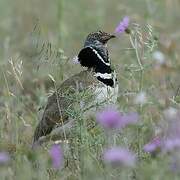 Little Bustard