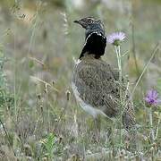 Little Bustard