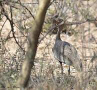 Buff-crested Bustard