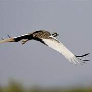 Hartlaub's Bustard