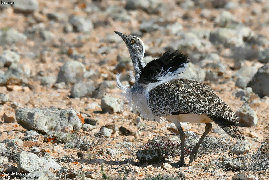 Outarde houbara mâle, parade