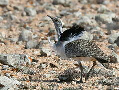 Outarde houbara