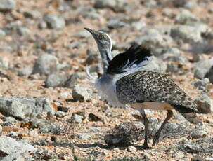 Outarde houbara