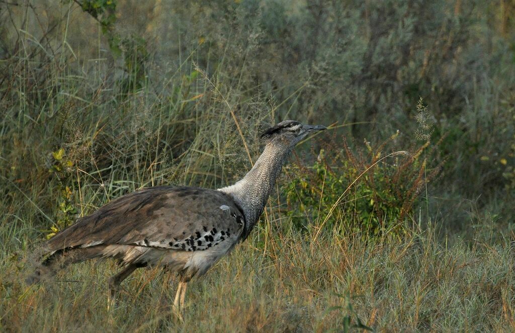 Kori Bustard