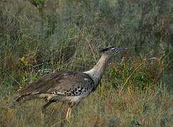 Kori Bustard