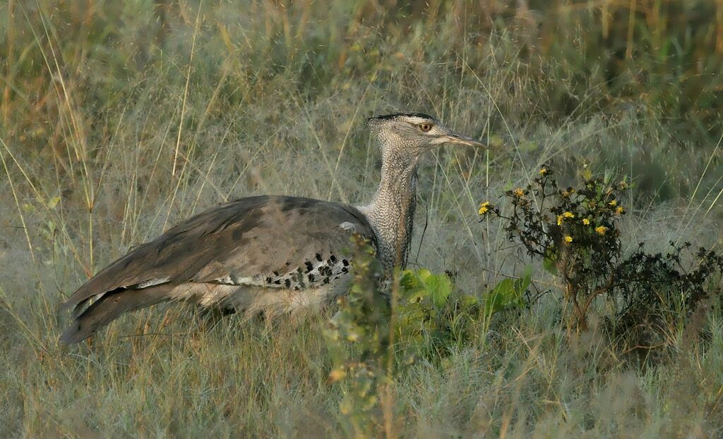 Kori Bustard