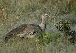 Kori Bustard