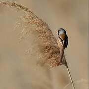 Bearded Reedling